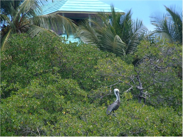 We spotted this pelican precariously perched on the top branches of a tree.
