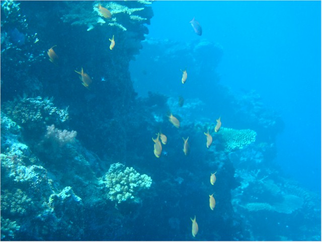 Rainbow Reef diving...
