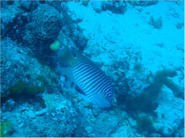 
Rainbow Reef diving - Damselfish
