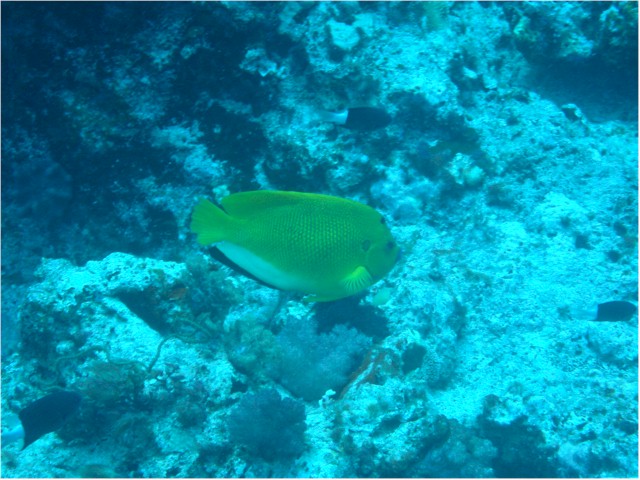 
Rainbow Reef diving - Damselfish
