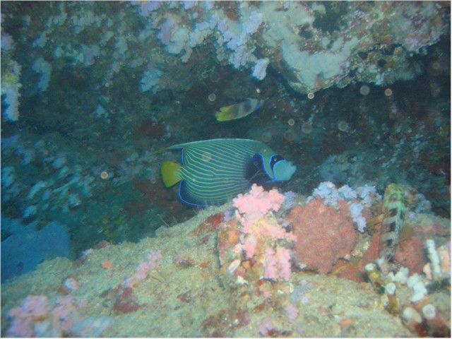 
Rainbow Reef diving - Butterfly fish
