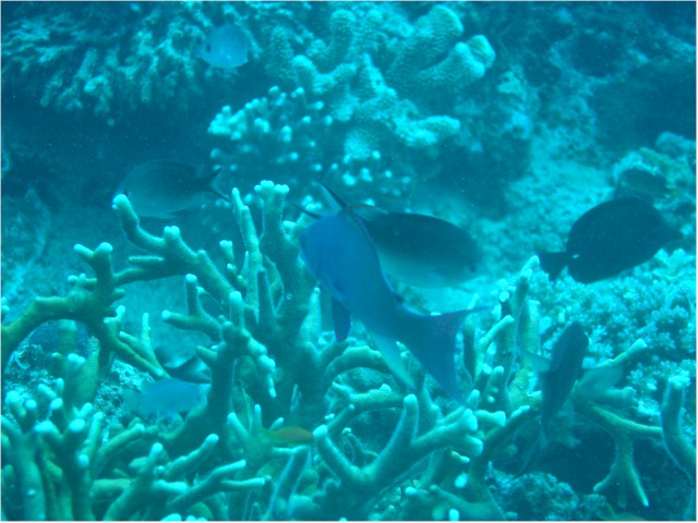 Rainbow Reef diving...
