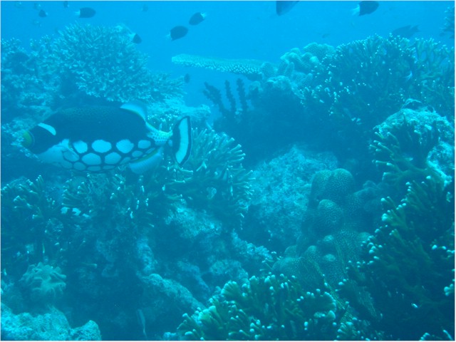 
Rainbow Reef diving - Clown Triggerfish
