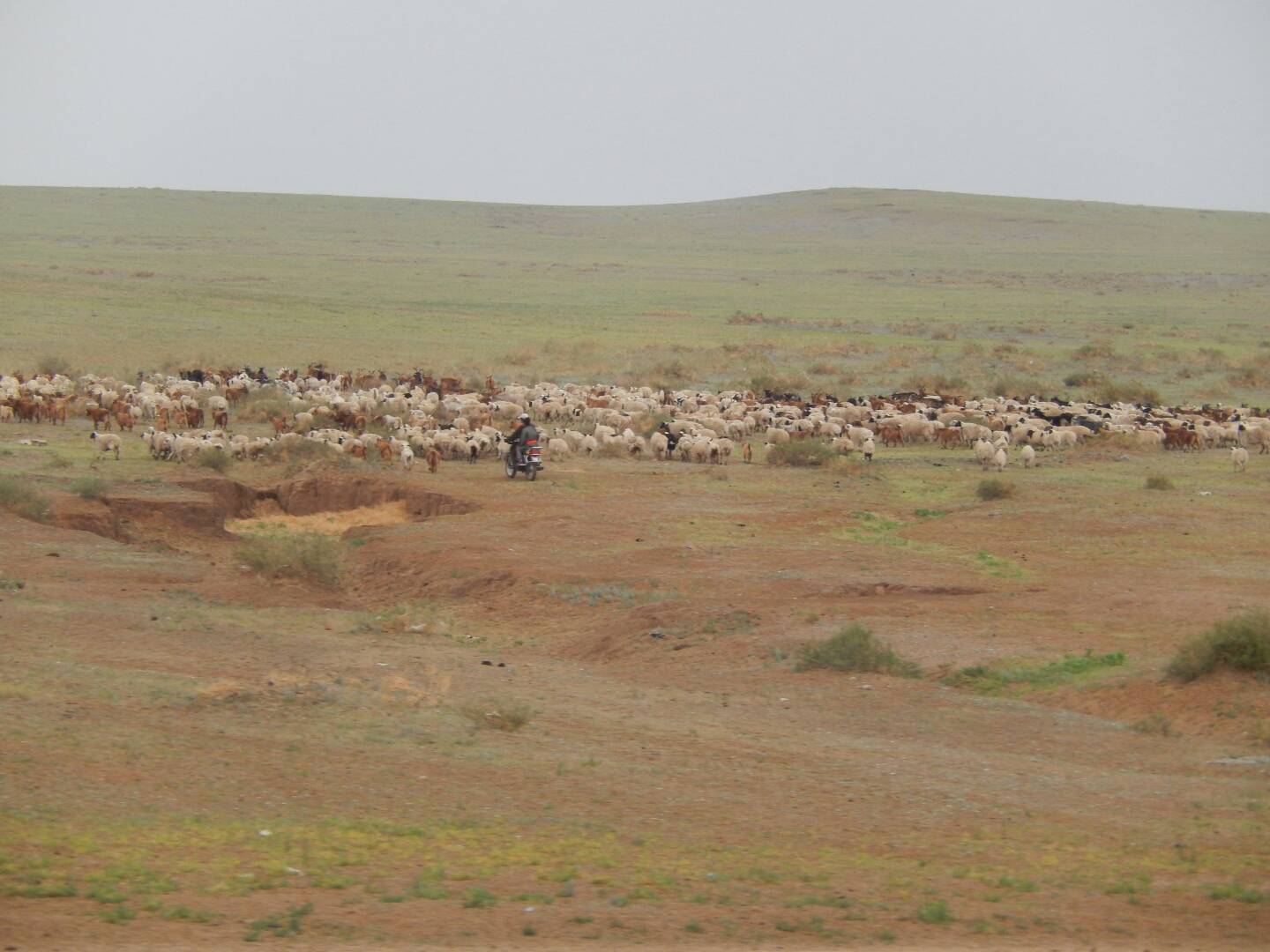 A shepherd and his flock.
