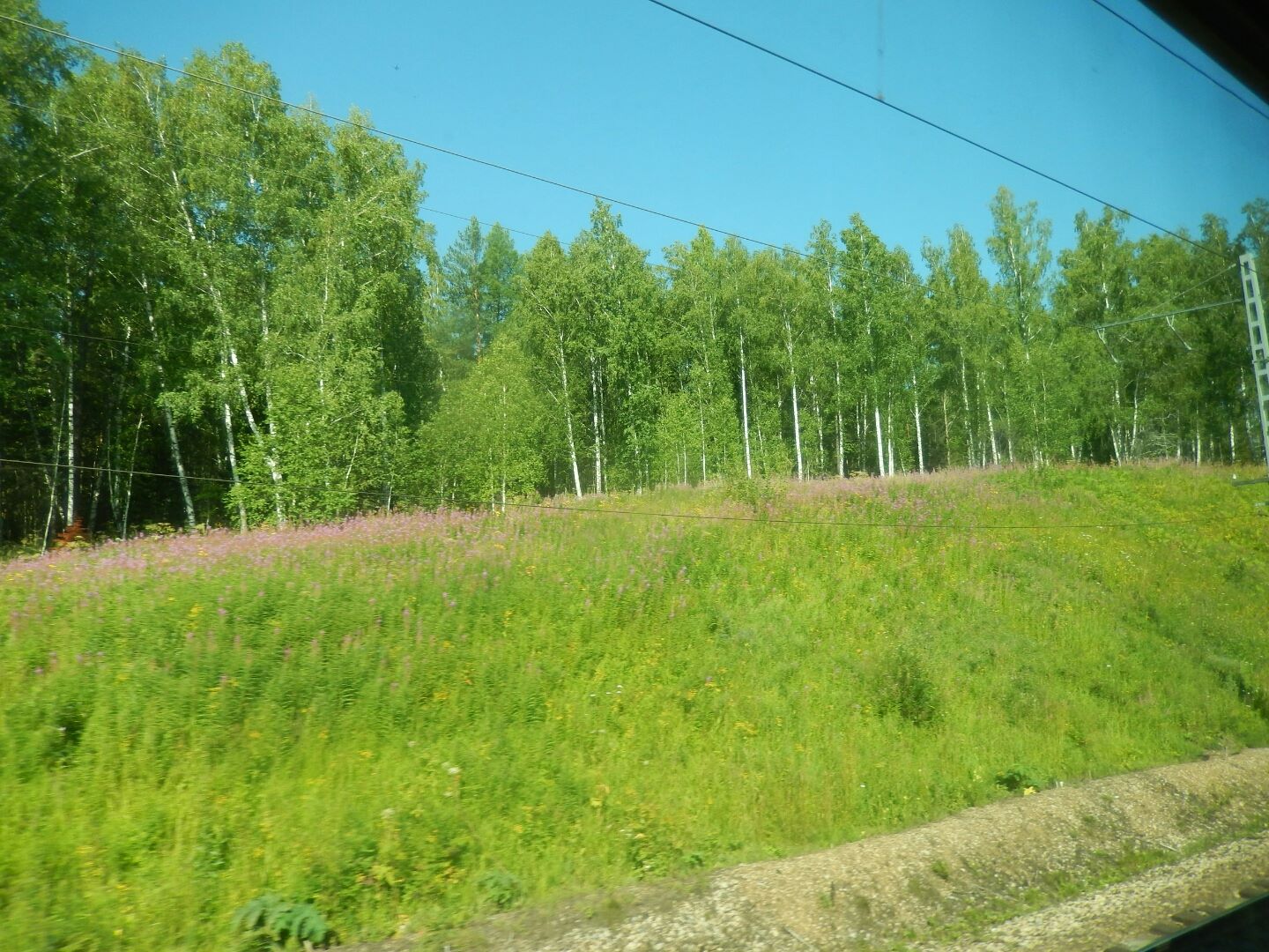 
Endless miles of birch forests...
