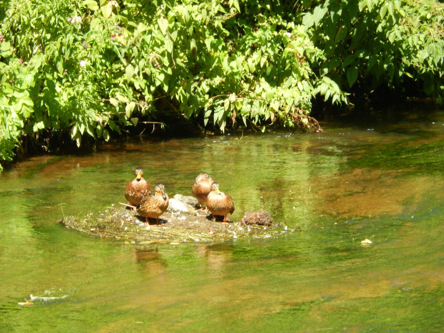 Ducks enjoying the cool waters of the River Vilnelé.
