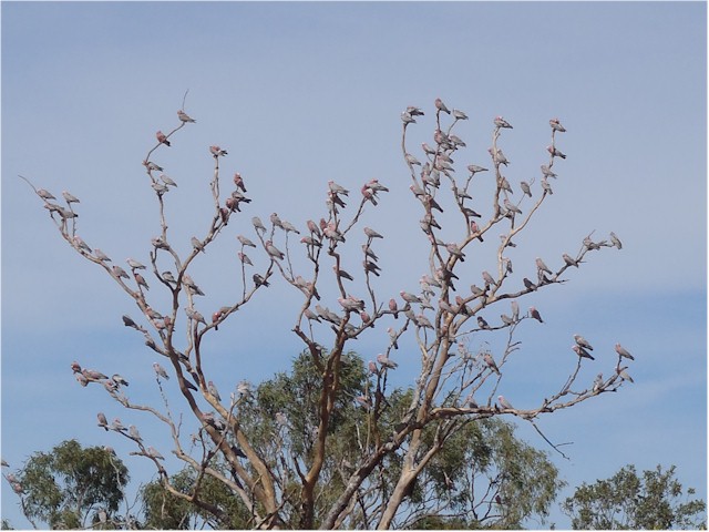 Pink and grey galahs roosting in a tree...

