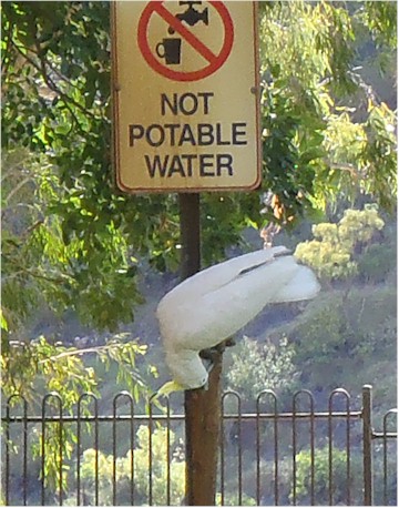 A sulphur crested cockatoo taking an acrobatic drink - regardless of the sign!
