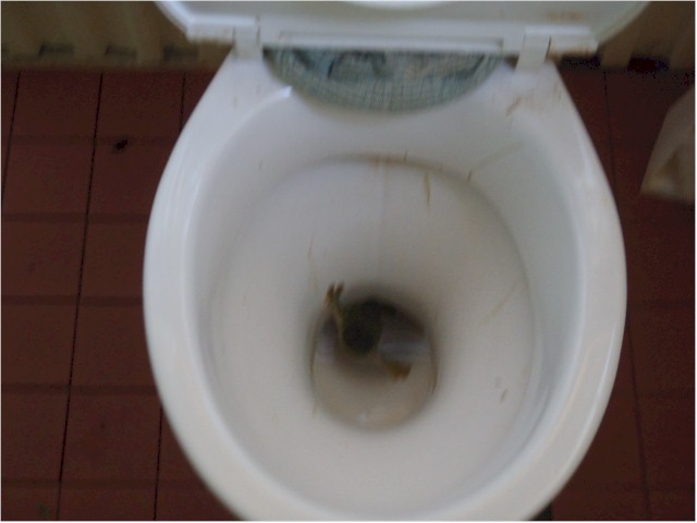 Keith tried to photograph this frog which was flushed from the toilet rim - a big surprise to both of them!
