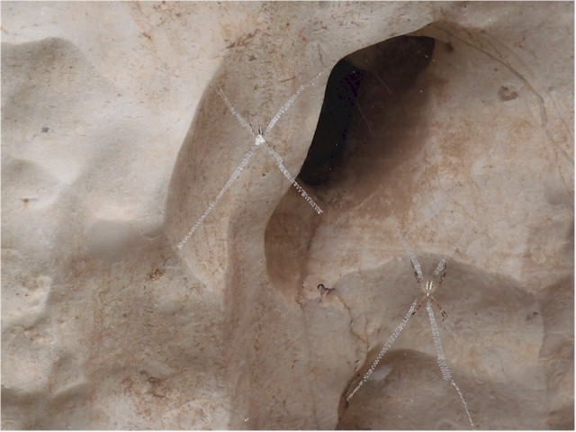 ... and this spider with the zig-zag web!
