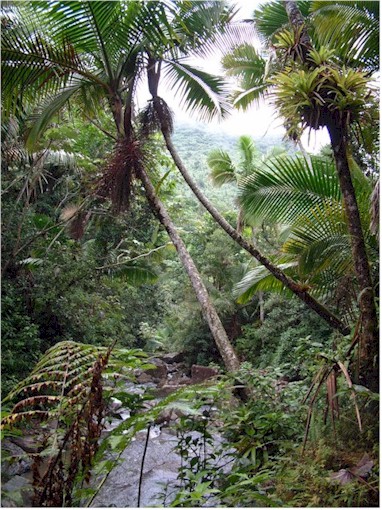 We hired a car to explore Puerto Rico and enjoyed a visit to El Yunque National Forest...