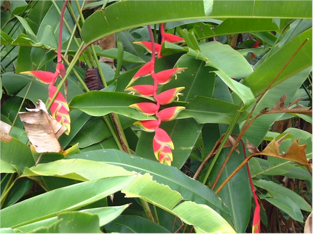 
... and amazing tropical flowers and plants...