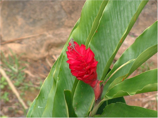 
... and amazing tropical flowers and plants...
