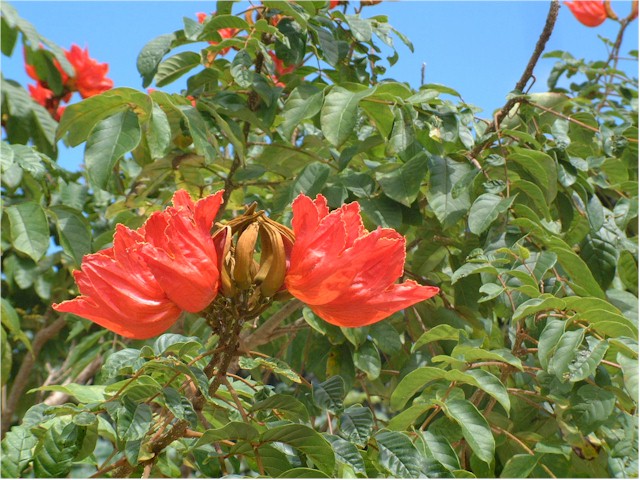 
... and amazing tropical flowers and plants...