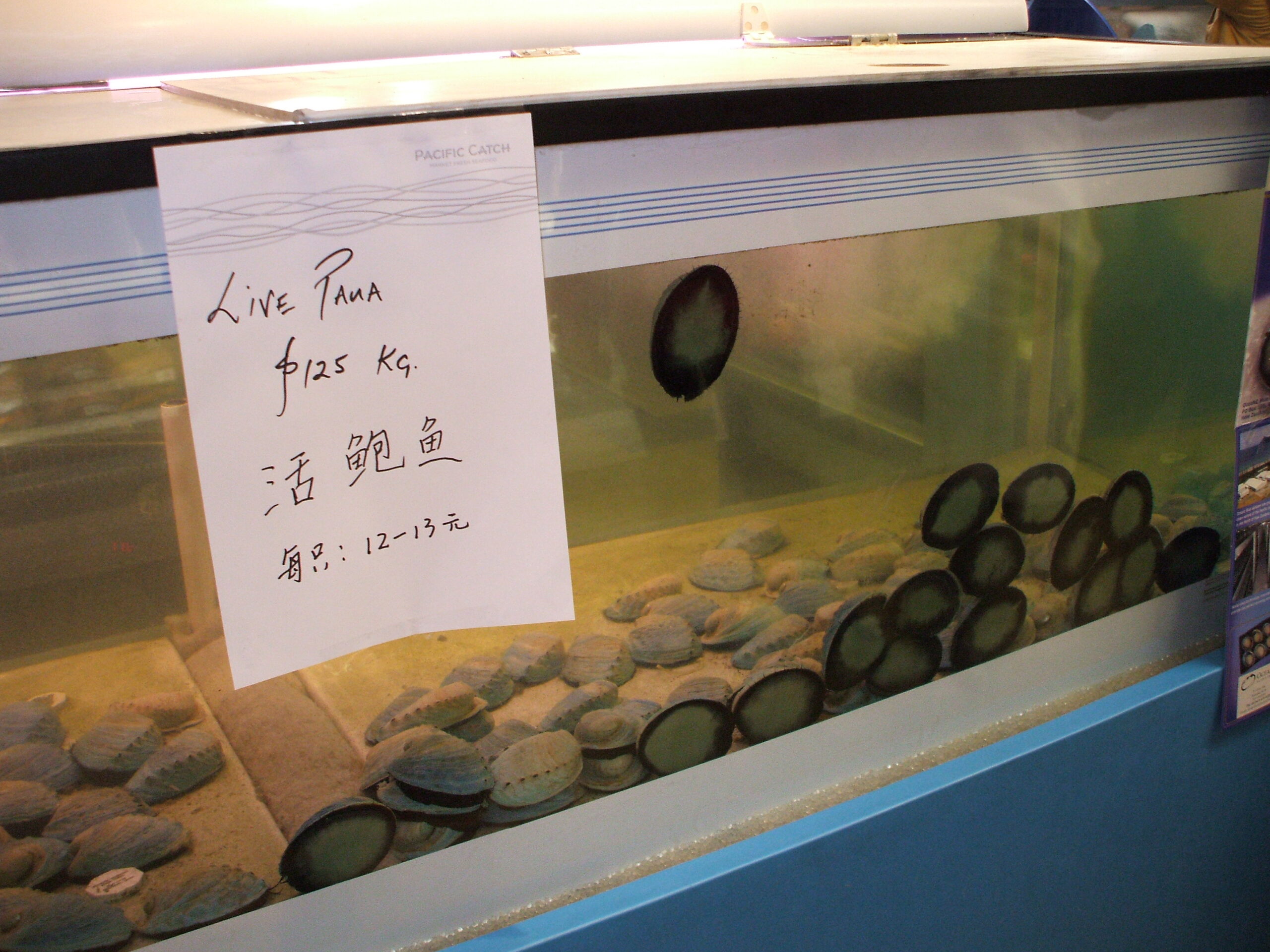 ... and live Paua for sale - at NZ$125 per kilo!!! - mainly for the Japanese tourists.
