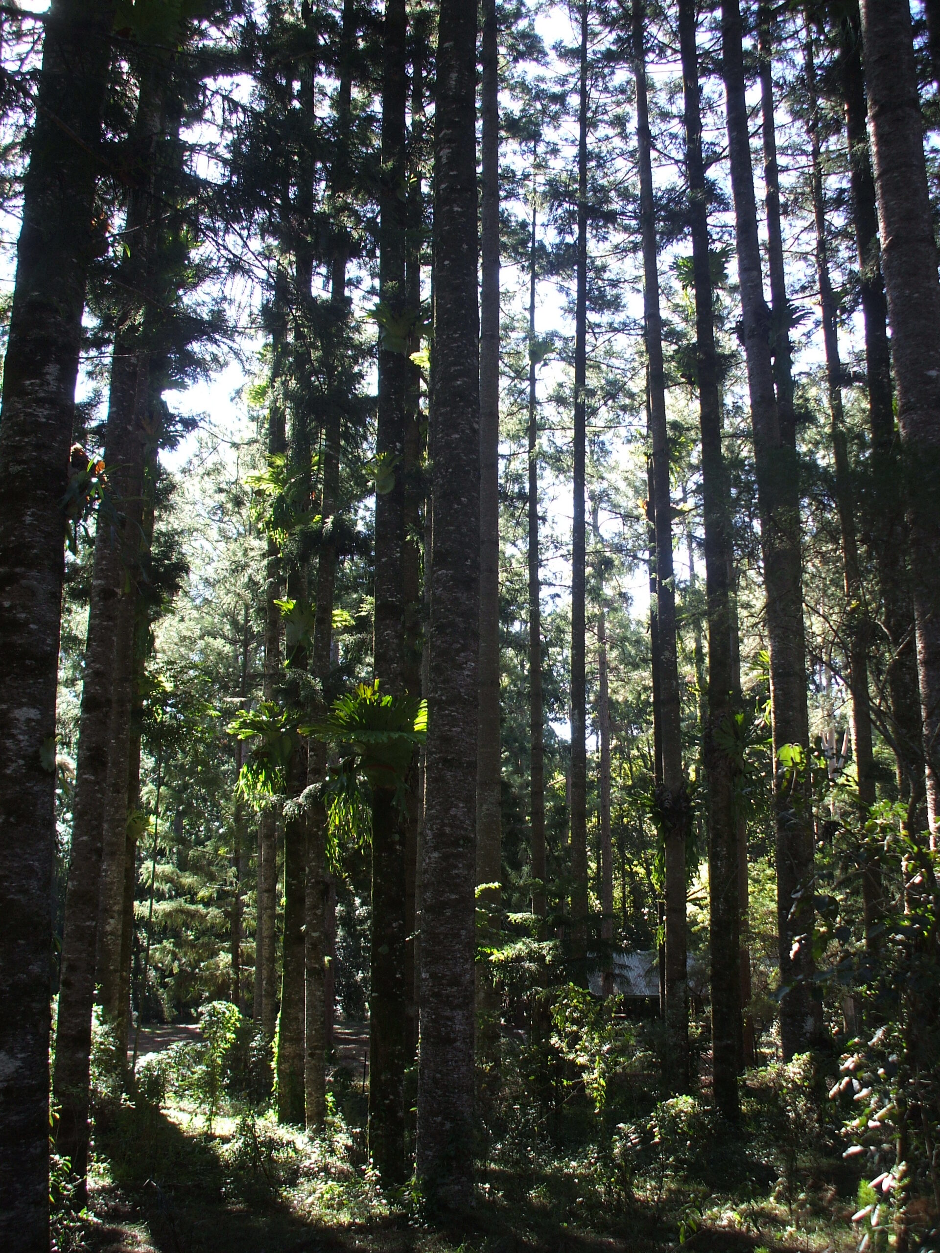 Surprisingly, the interior of the island supports tall trees and bromeliads...
