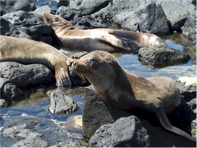 
We reach San Cristobal Island, Galapagos - are these seals or sea lions?