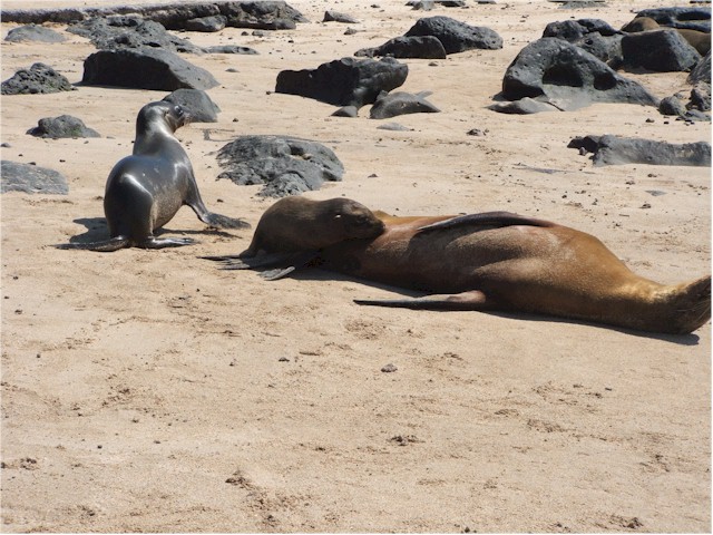 Are they seals or sea lions?