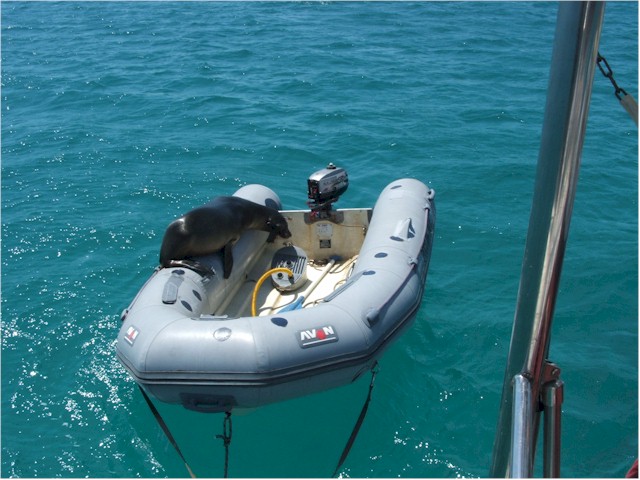 
Sea lion - sun bathing very precariously!
