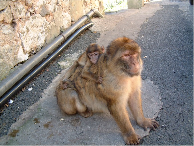 The Barbary Apes on the rock of Gibraltar.
