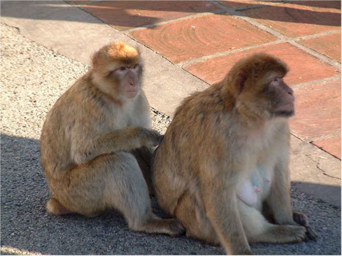 The Barbary Apes on the rock of Gibraltar.
