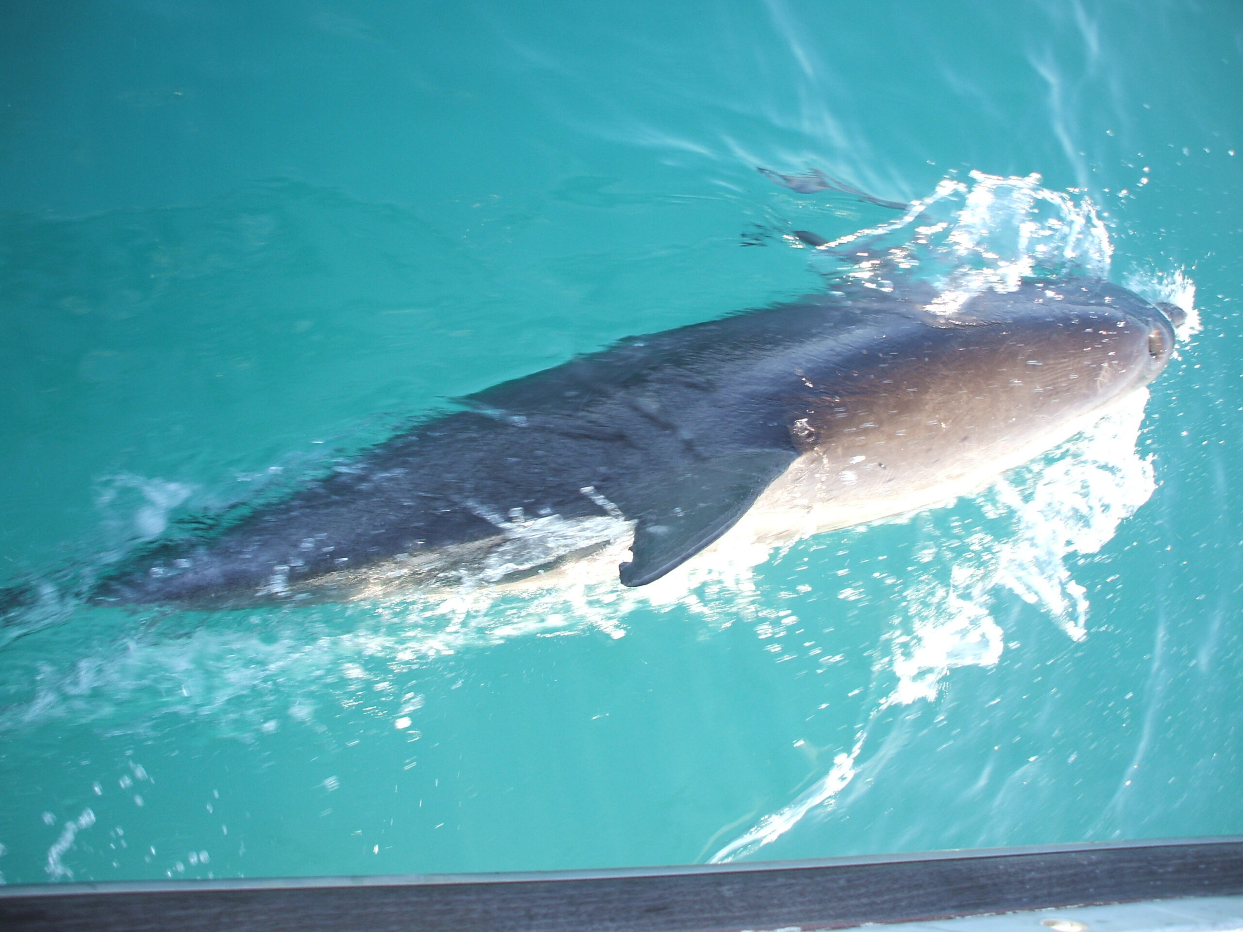On our way to Gladstone we enjoy a visit from dolphins.
