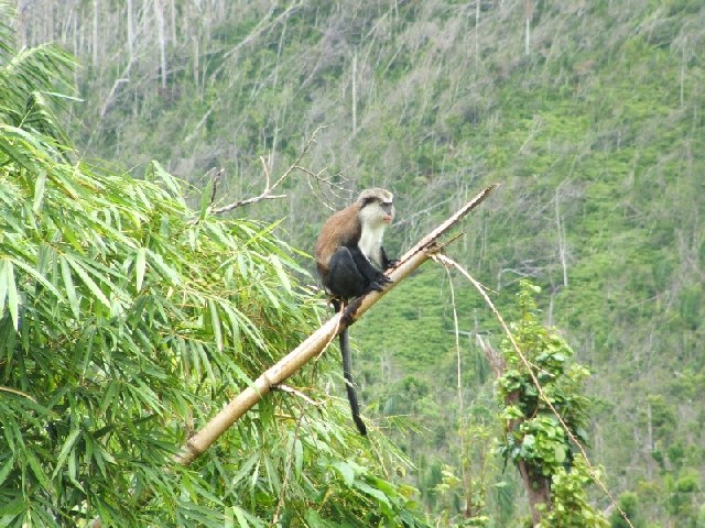 You can see the trees in the background are like match sticks.
