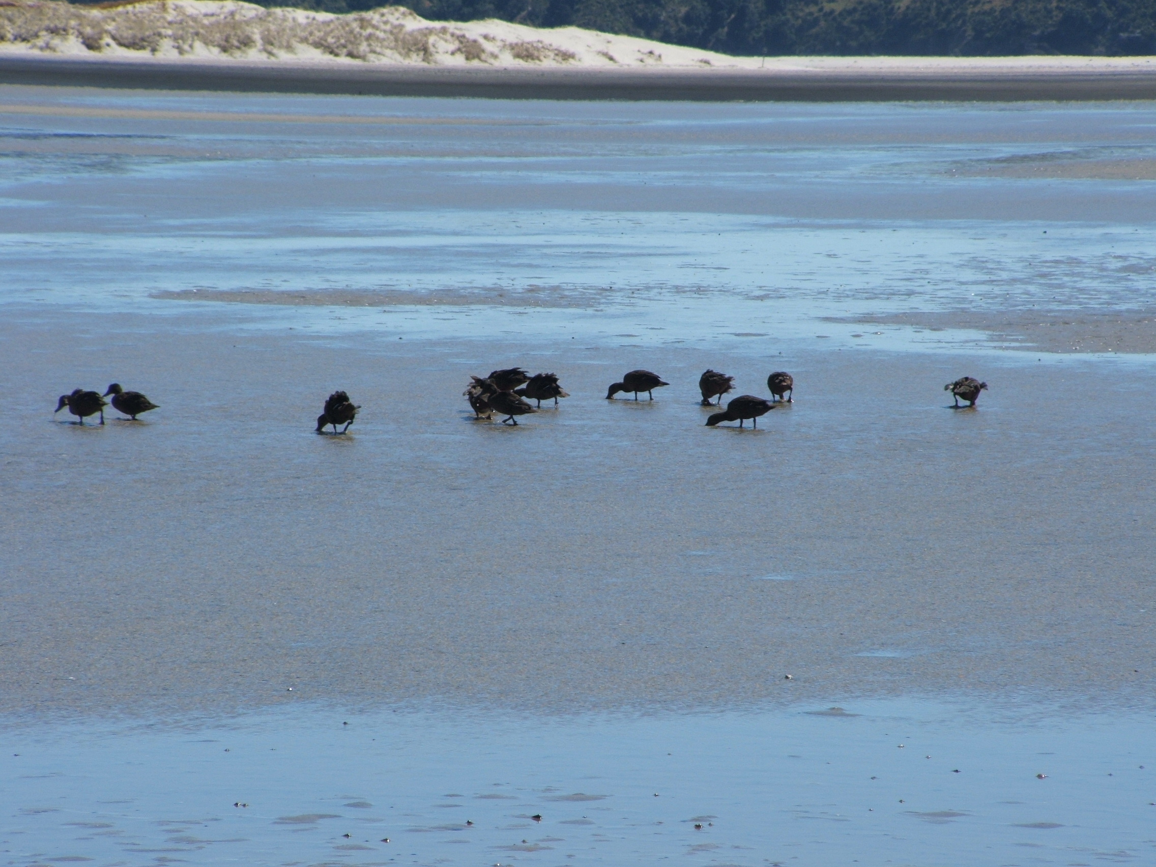 Great Barrier Island.

