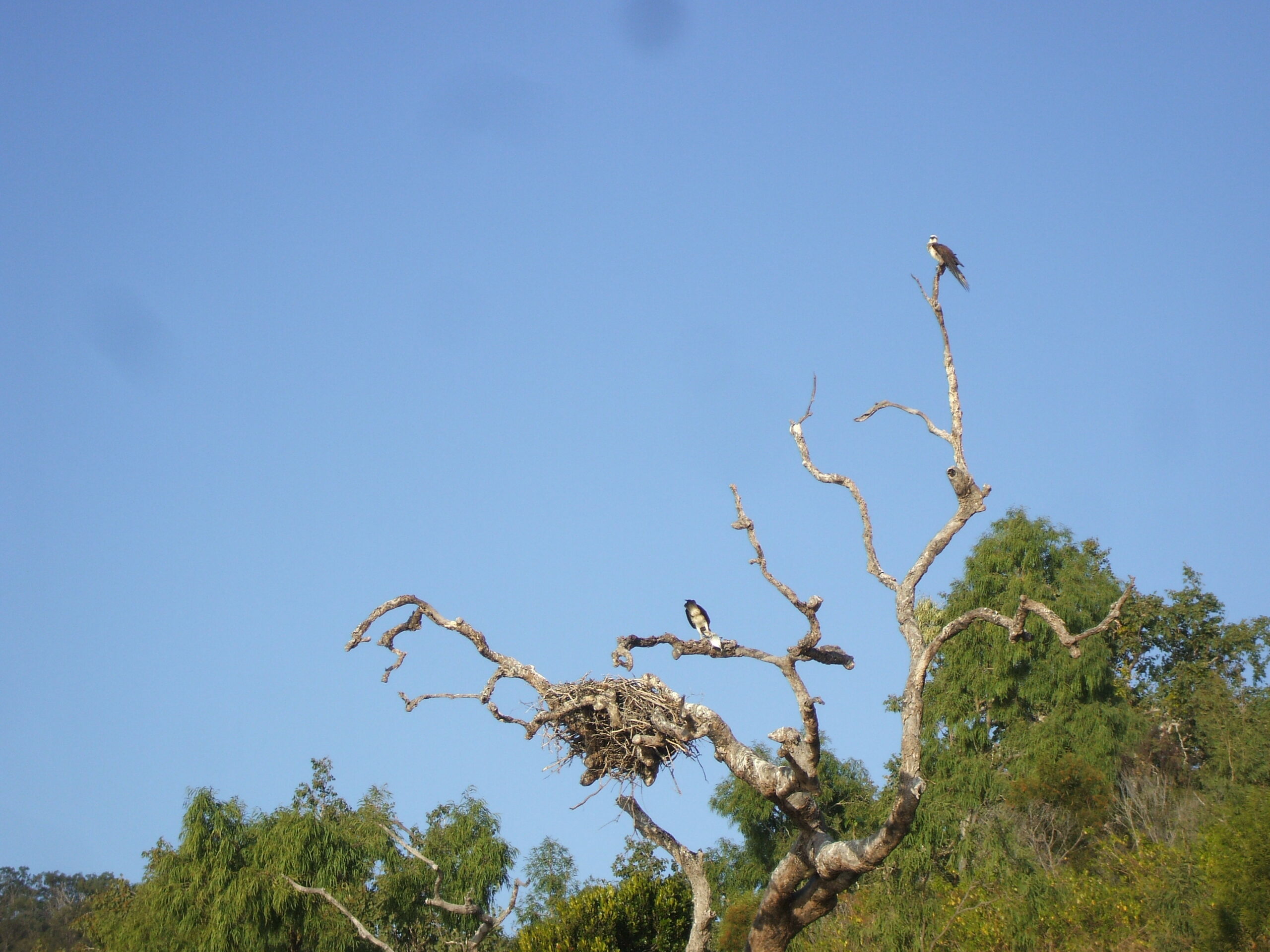 The wedge-tail eagle family - including a freshly caught fish for the young!

