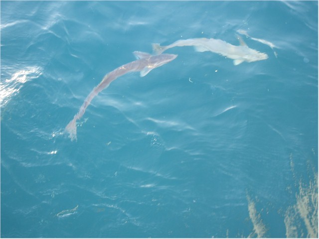 
...but we were joined by some Remora Fish which hitched a lift to Cooktown clinging to our bottom.
