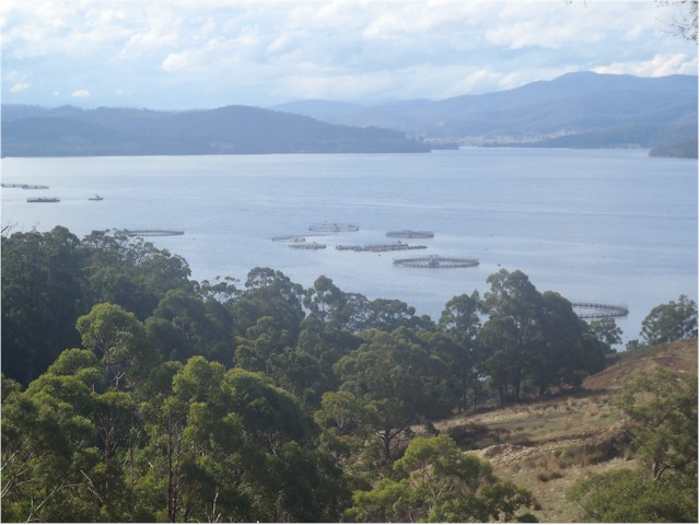 Tasmania is also famous for its salmon and there were a lot of farms.
