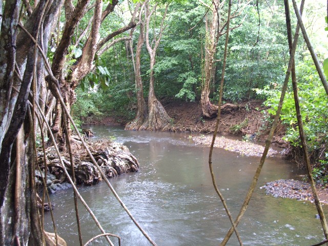 
We took a dinghy trip up the Indian River, Dominica...
