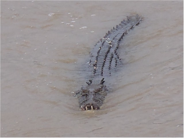 Back in the NT, the crocodiles abound...