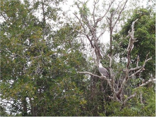 This sea eagle was huge...