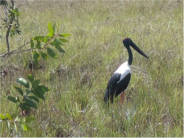 We finally managed to get a photo of a Jabiru - unique to this part of the world.
