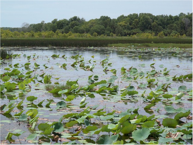 
Kakadu - one of the largest wetlands in the world - under water in the wet...