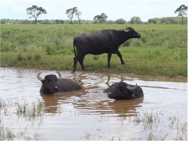 
You can even get fresh buffalo mozzarella in the Northern Territory...