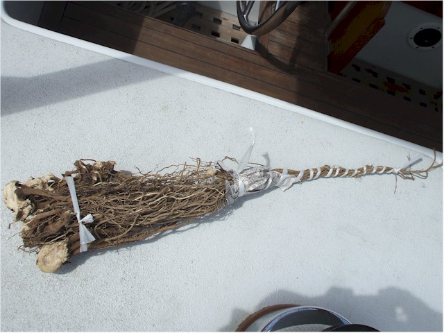 The Kava Roots we bought in Savu Savu to take to the islands for Sevu Sevu.
