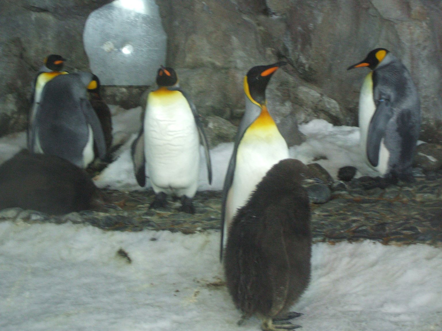 ... and King penguins.