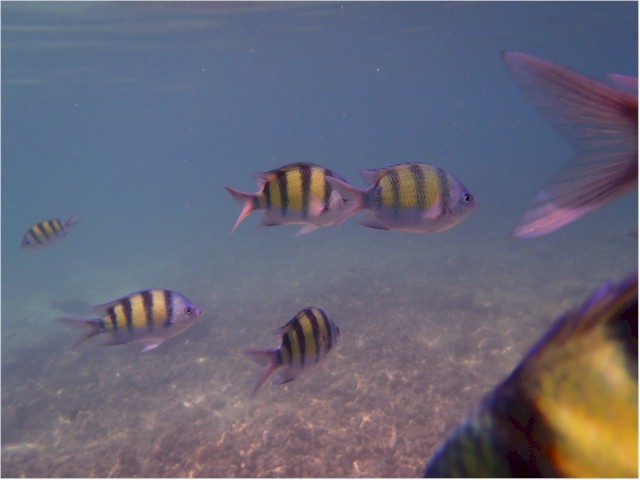 The snorkelling was great...
