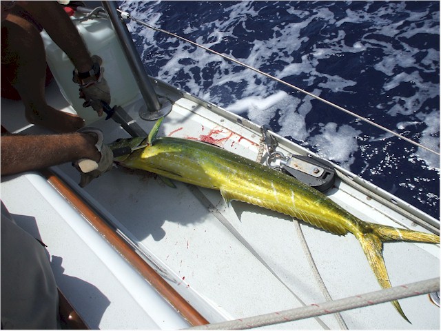 A huge mahi mahi we caught en route - we gave half away to the locals.
