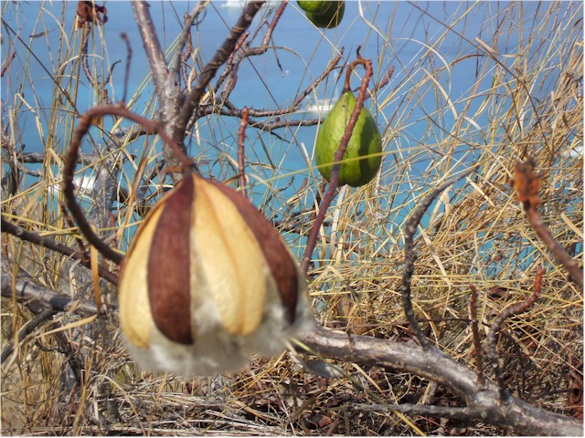 Amazing kapok trees grow wild on the island.
