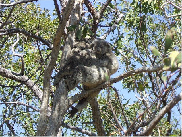 ...and saw this mother koala with baby!
