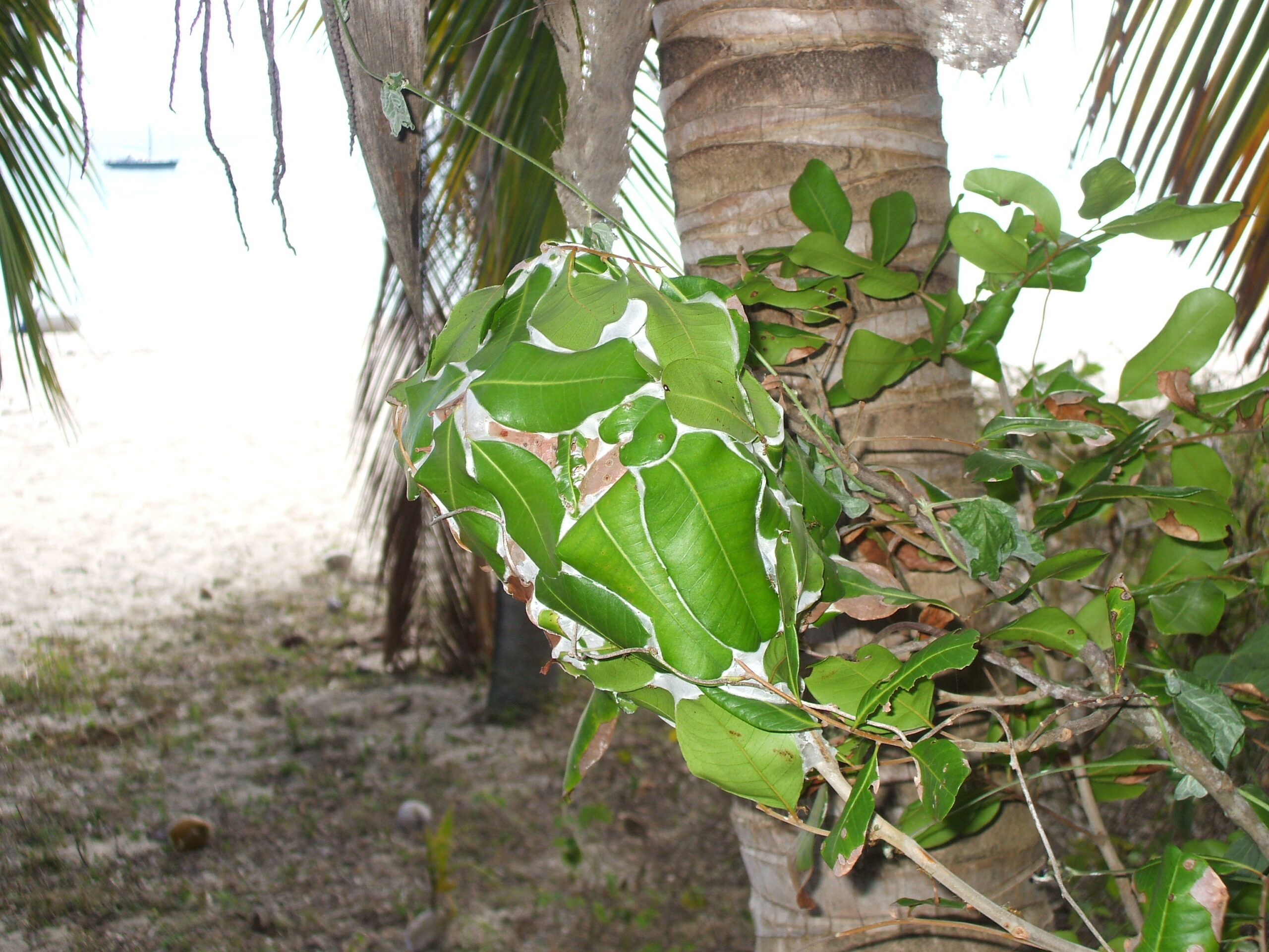 ... weaver ants have formed a nest from the foliage of this shrub.

