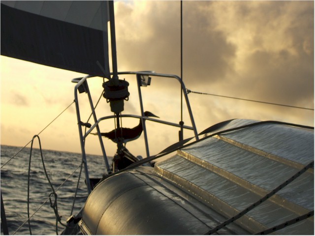 A booby catches a lift aboard Poco while we were en route to Vanuatu - it stayed all night.
