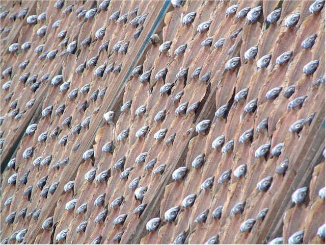 Nazare is famous for its sardines which are hung out to dry on frames on the beaches.