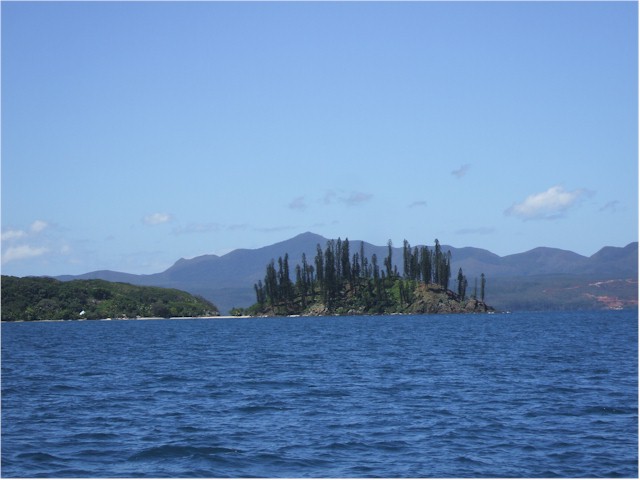 The candelabra pines for which New Caledonia is famous.

