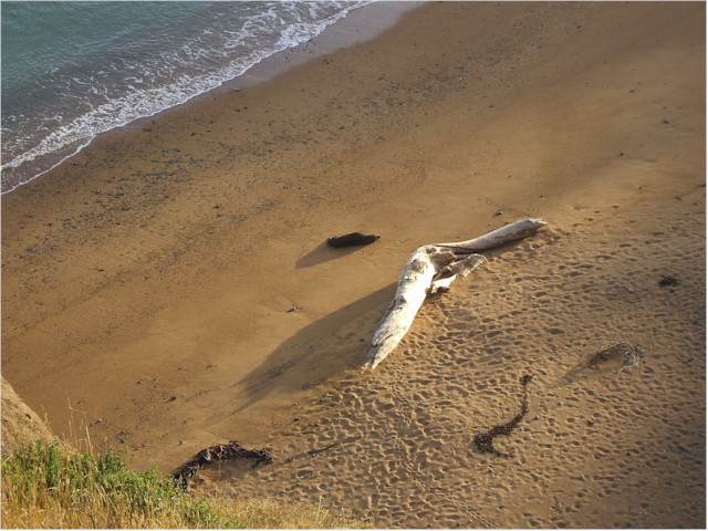 A sea lion lies in wait on the beach below for vulnerable penguins as they emerge from the sea.
