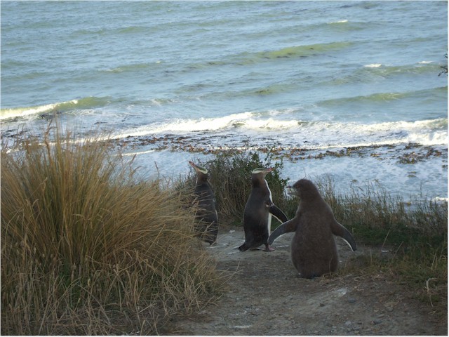 A family of Yellow-eyed penguins atop the cliff having climbed all the way from the beach.
