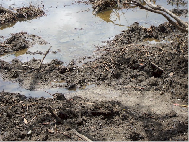 
...evidence of a crocodile - very scary.
